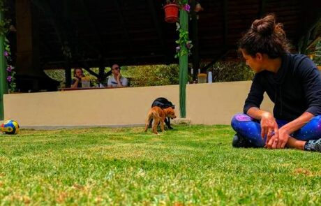 watching puppies gaia sagrada b